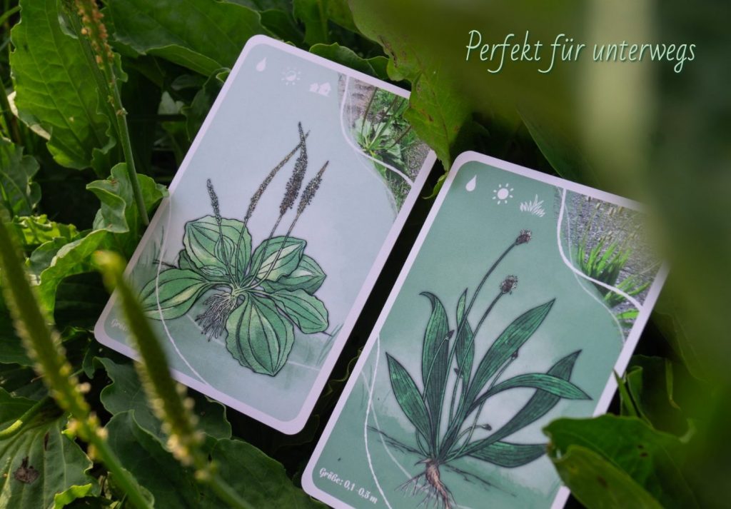 Dein Begleiter: Die Lern-App zu den WildKrautWelt KartenSets Wildkräuter Lernkarten, Wildkräuter sammeln lenern, Wildkräuter sicher bestimmen