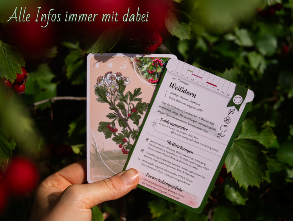 Lernkarten Wildfrüchte und Nüsse, KartenSet, Karten Spiel