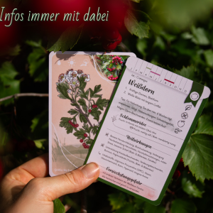 Lernkarten Wildfrüchte und Nüsse, KartenSet, Karten Spiel
