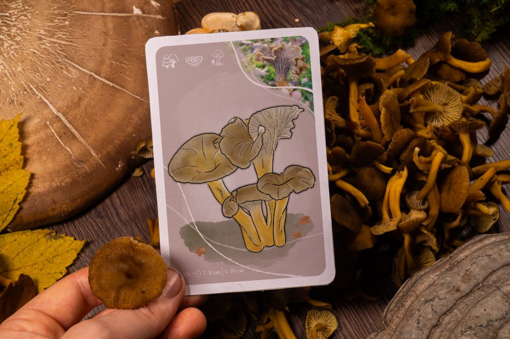 Dein Begleiter: Die Lern-App zu den WildKrautWelt KartenSets Lern KartenSet Pilze, Pilze erkennen, Pilze sammeln, Pilze Verwechslungspartner, Röhrlinge, einfache Pilze für Anfänger