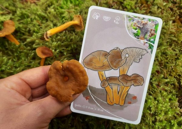 Pilze lernen für Einsteiger