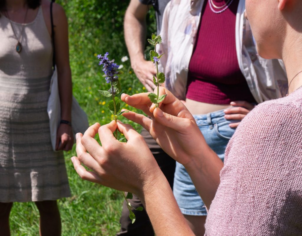 Wildkräuterwanderung bei Freiburg, Gundermann oder Kriechender Günsel, Wildkräuter Feuerküche Seminar, Kräuterwanderung, Wildkräuter Führung, Wildkräuterwanderungen Freiburg, Kräuterwanderung bei Freiburg , Wildkräuterführung in der Nähe, Wildkräuterwanderung Schwarzwald, Wildkräuter Kochkurs Freiburg