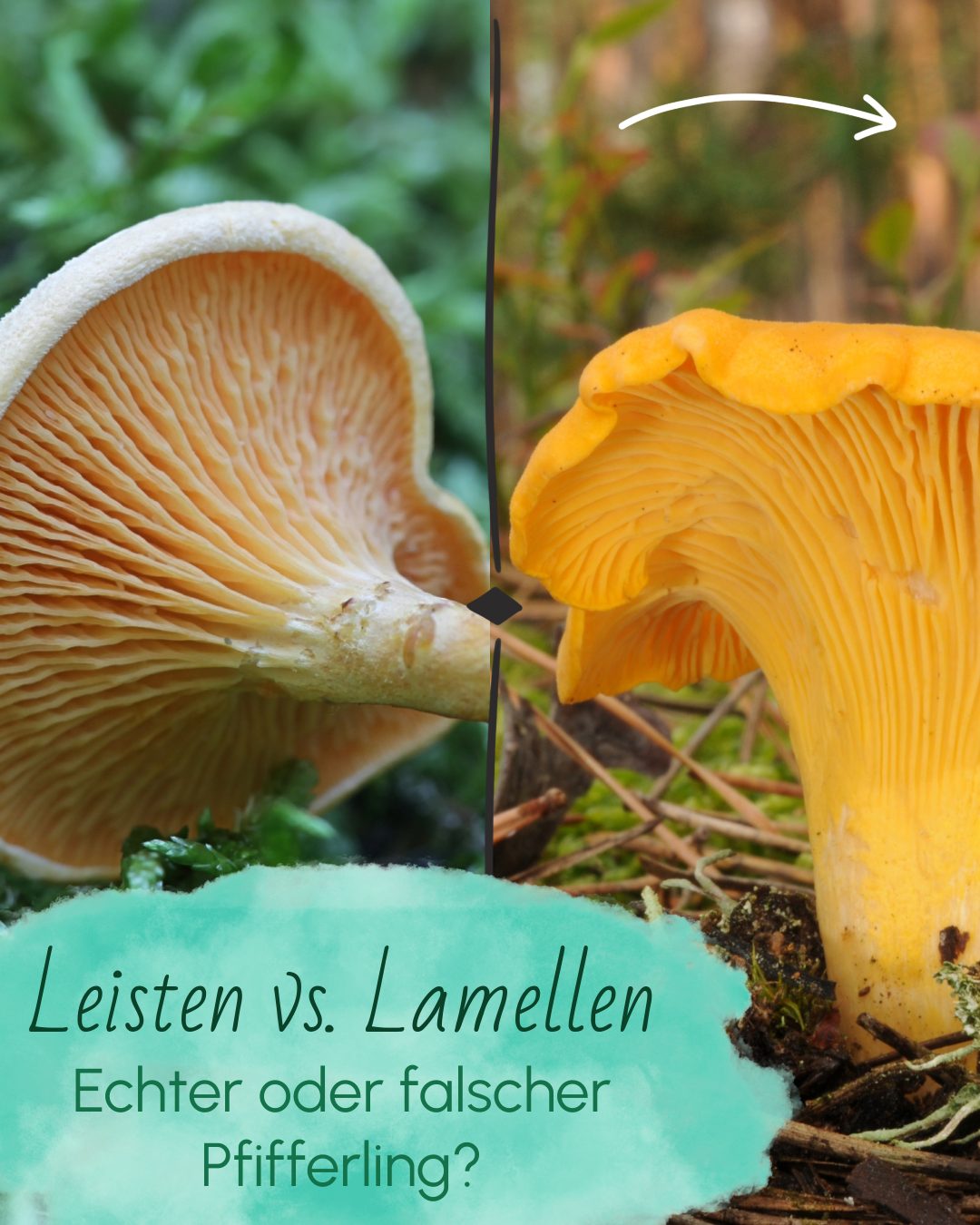 Echten Pfifferling Erkennen - Wichtige Merkmale Echten Pfifferling Erkennen - Wichtige Merkmale