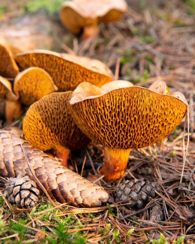 Unechte Pilzvergiftung: Alles, was Du darüber wissen musst