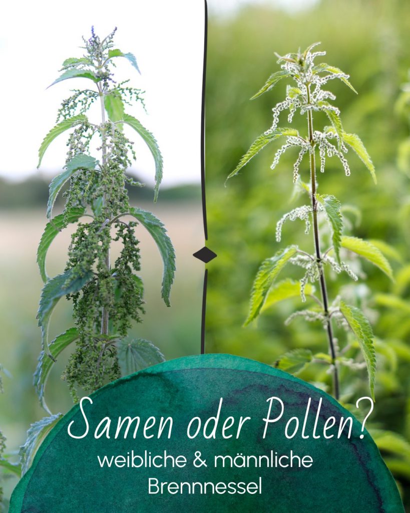 Brennnesselsamen sammeln und verwenden