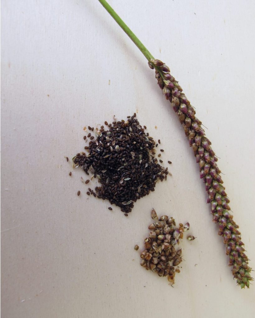 Heimische Flohsamenschalen – Breitwegerich statt Import Heimische Flohsamenschalen