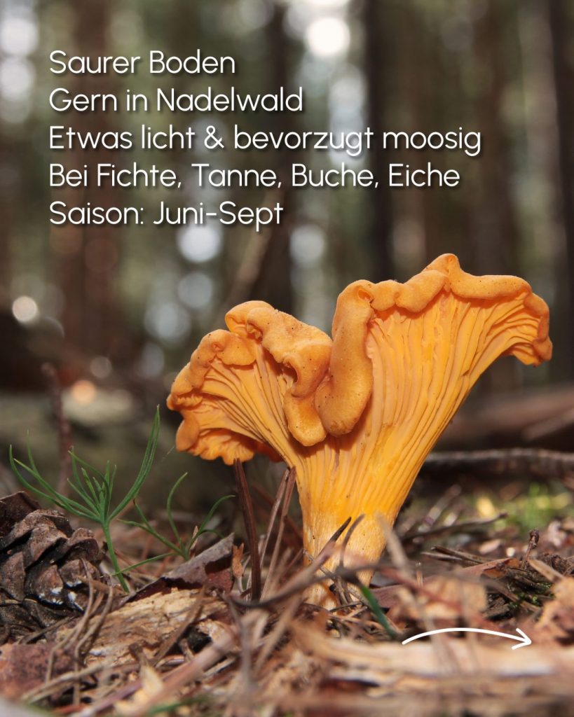 Echten Pfifferling erkennen