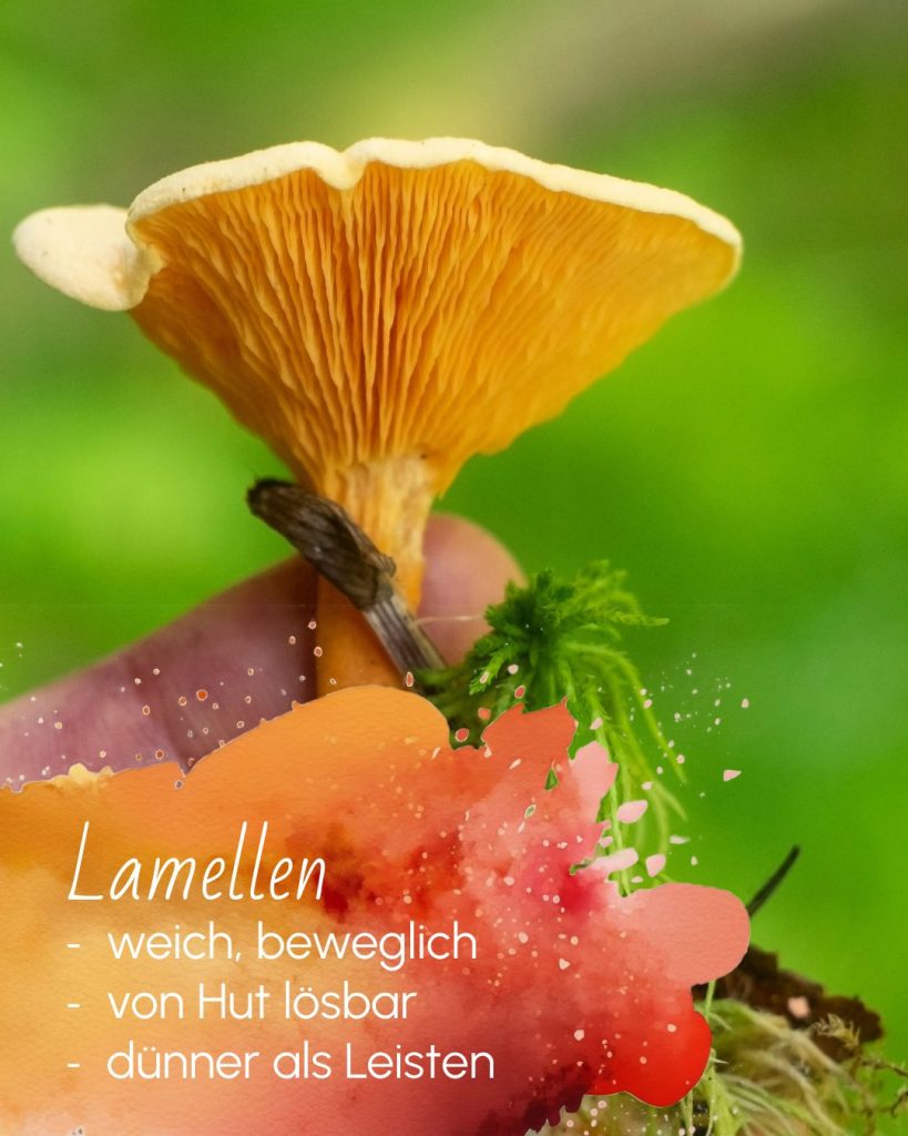 a close up of a mushroom