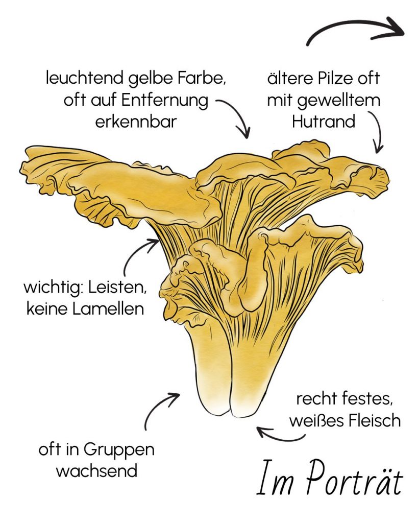 echten pfifferling erkennen