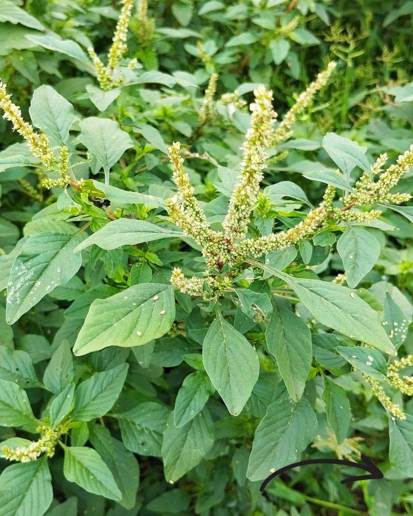 Wilder Amaranth