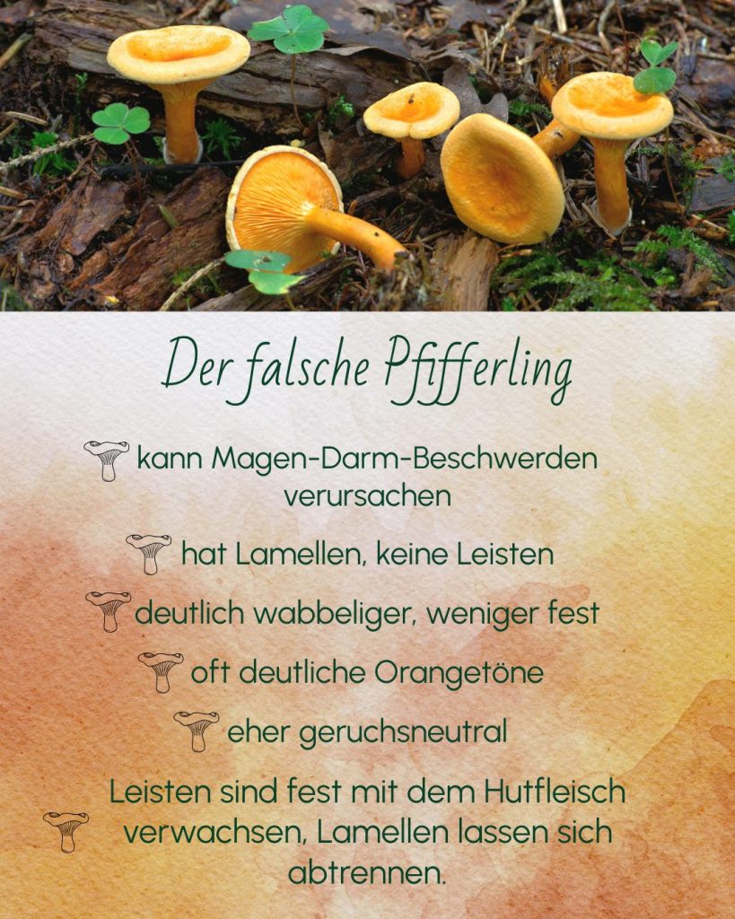 Echten Pfifferling erkennen