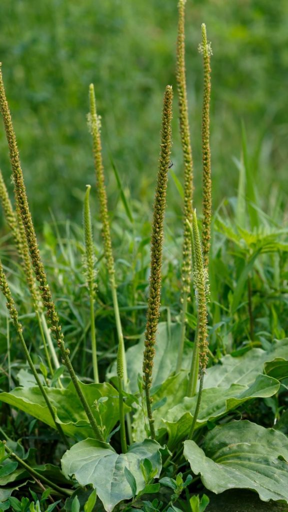 Heimische Flohsamenschalen – Breitwegerich statt Import
