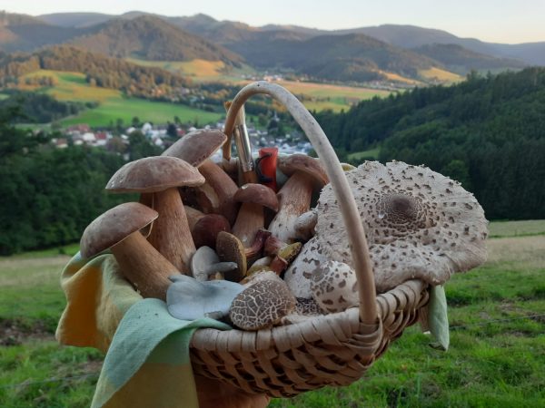 Pilzwanderung bei Freiburg