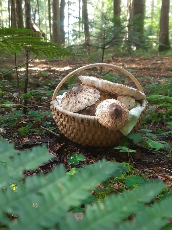Pilzführungen im Südschwarzwald
