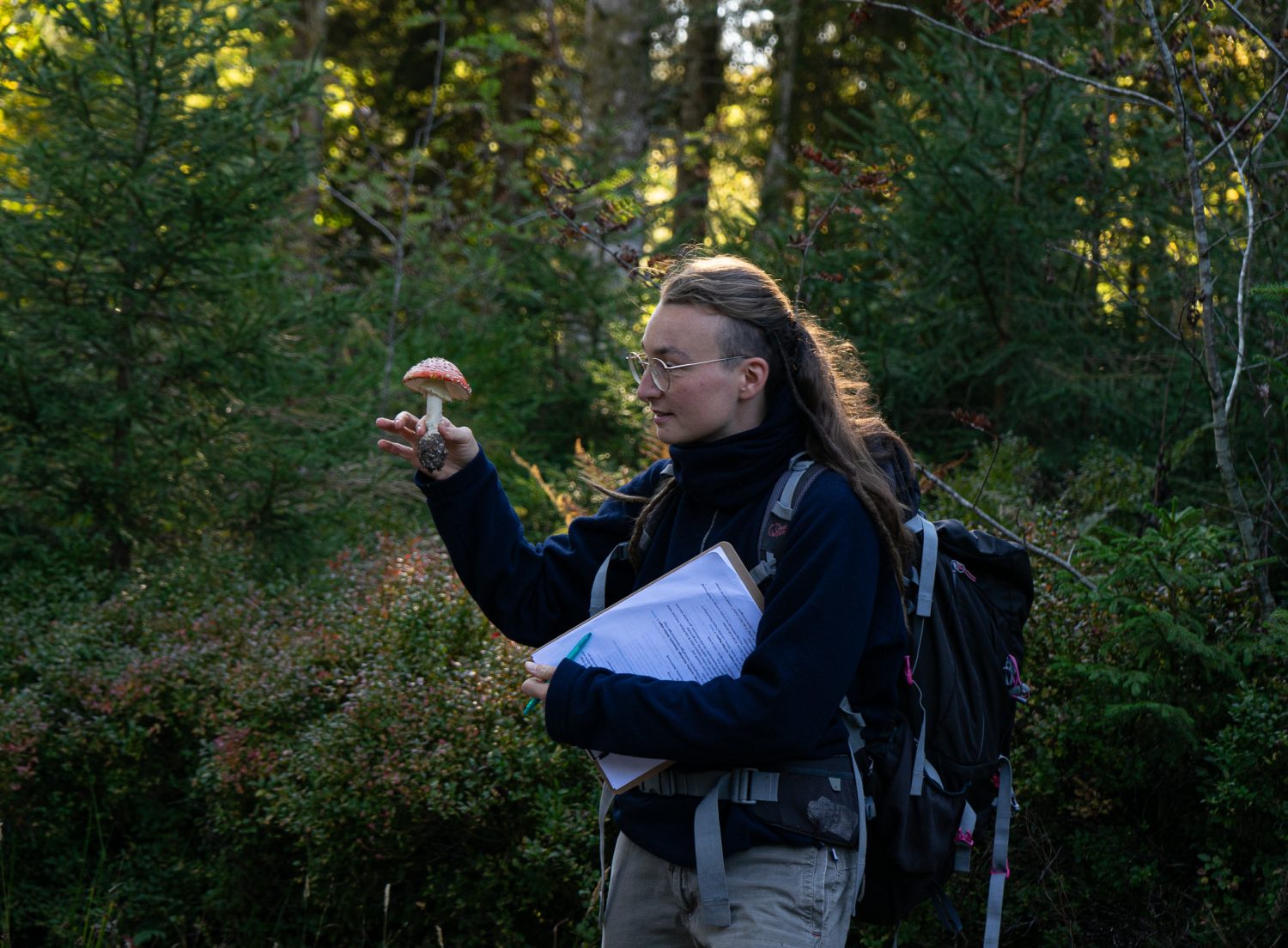 Pilzwanderung bei Freiburg Pilzwanderung für EinsteigerInnen