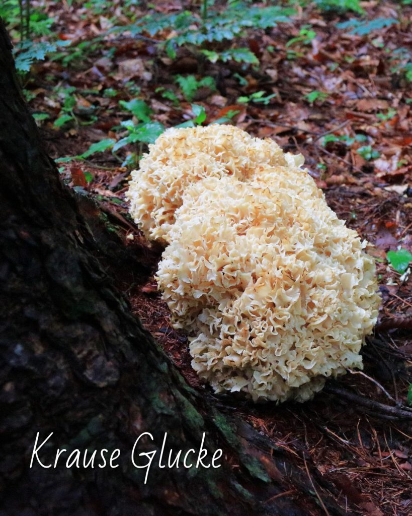 Die 5 besten Pilze für Anfänger Pilze für Anfänger, Krause Glucke