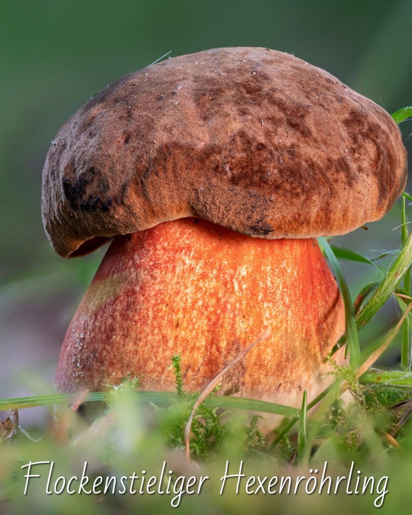 Die 5 besten Pilze für Anfänger Flockenstieliger Hexenröhrling, Pilze für Anfänger