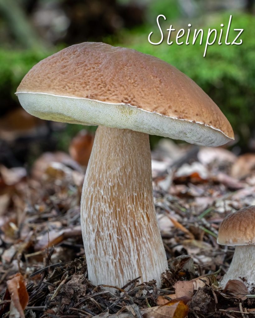 Die 5 besten Pilze für Anfänger Steinpilz, Pilze für Anfänger