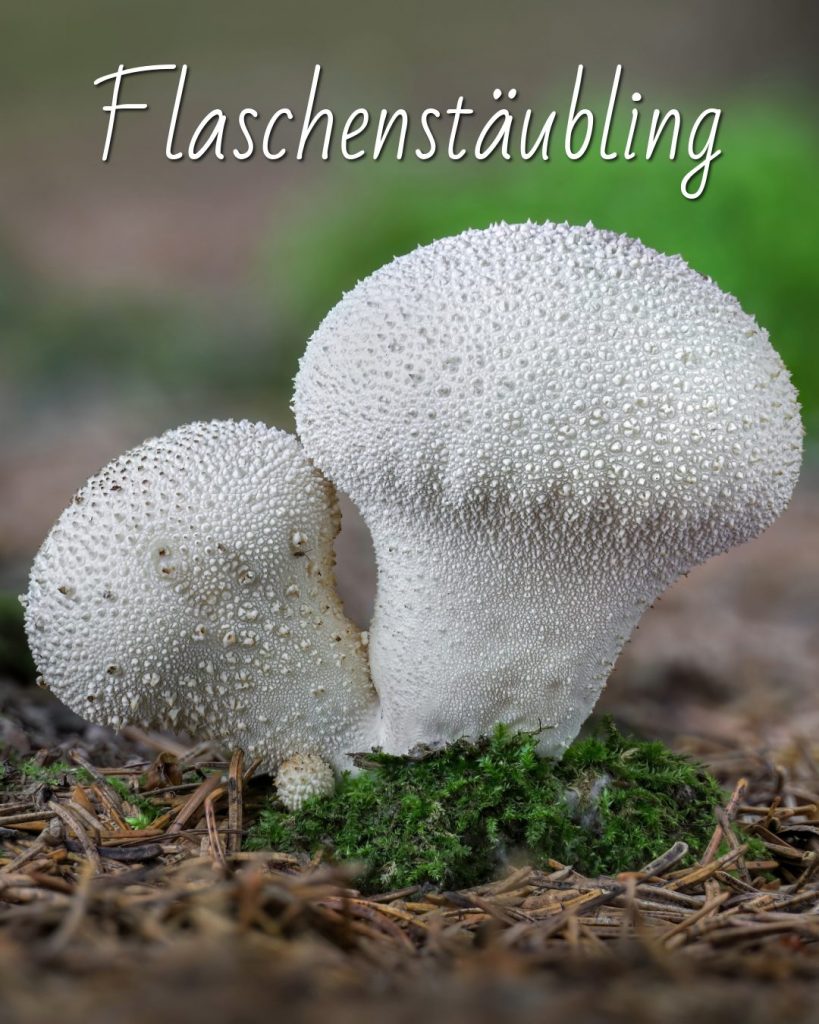 Die 5 besten Pilze für Anfänger