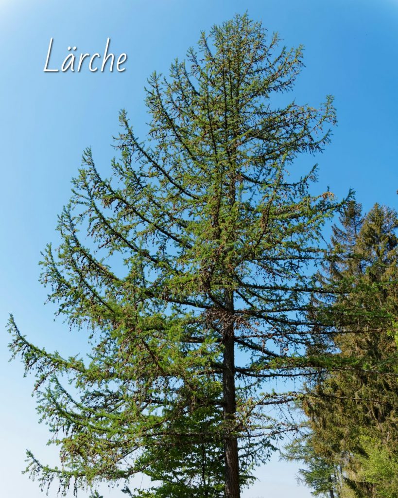 Goldröhrling – Der essbare Röhrling unter den Lärchen