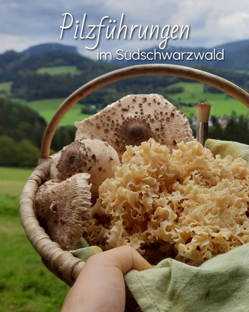 Home Pilzwanderung bei Freiburg