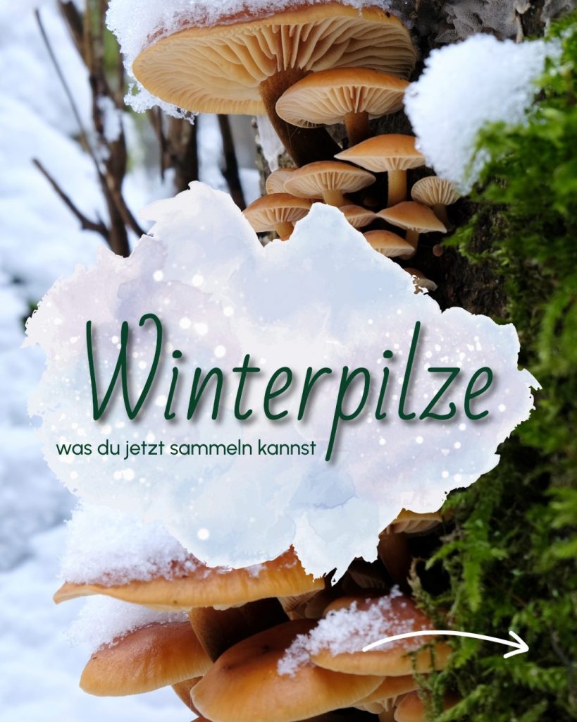 Winterpilze finden