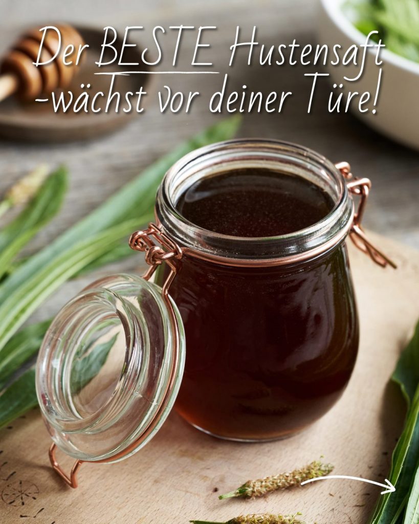 Spitzwegerichsirup selber machen