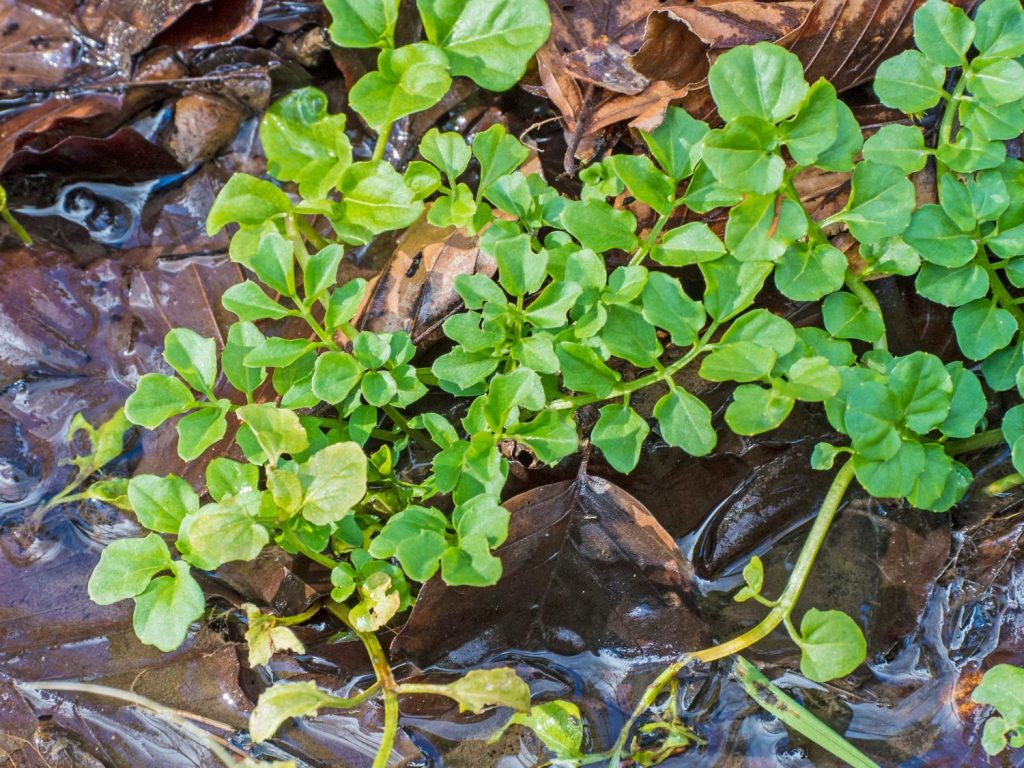 Brunnenkresse bestimmen