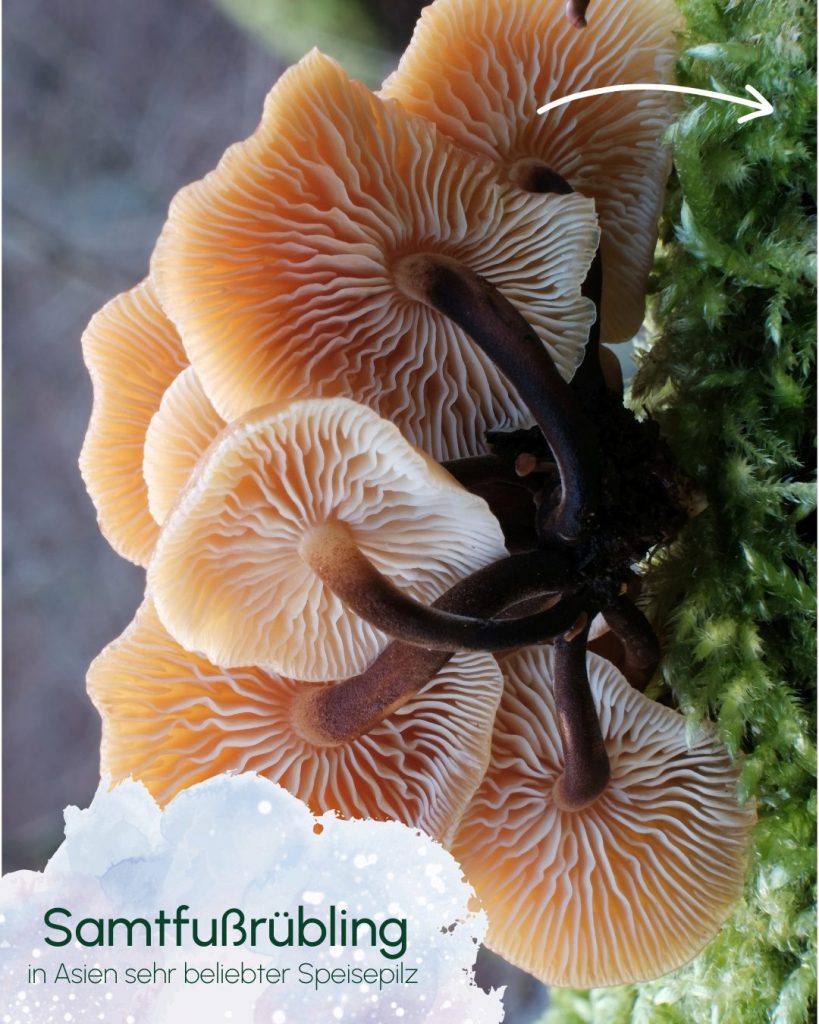 Winterpilze finden: Samtfußrübling bestimmen