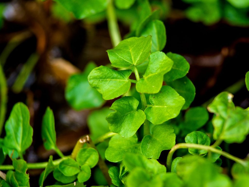 Brunnenkresse bestimmen