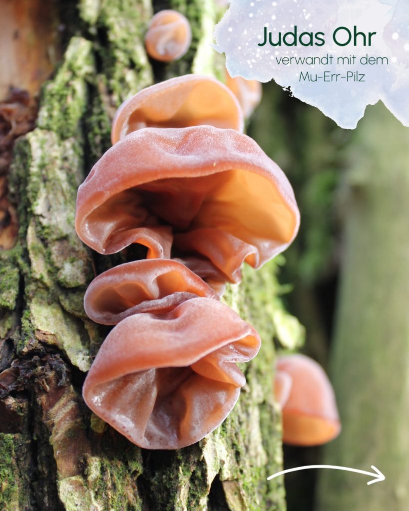 Winterpilze finden: Judasohr sicher bestimmen