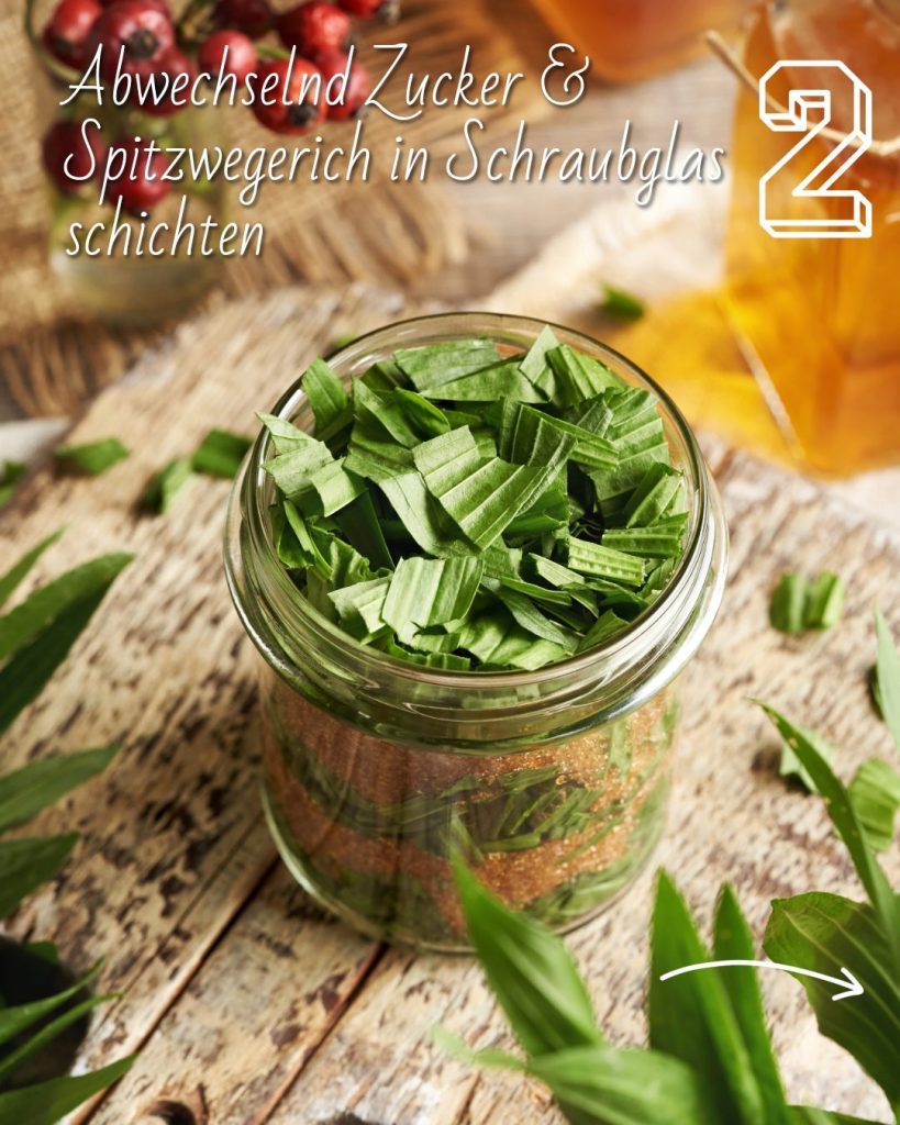Spitzwegerichsirup selber machen