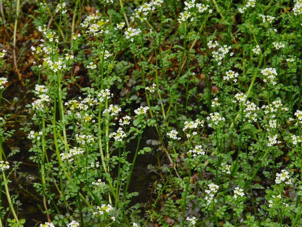 Brunnenkresse bestimmen