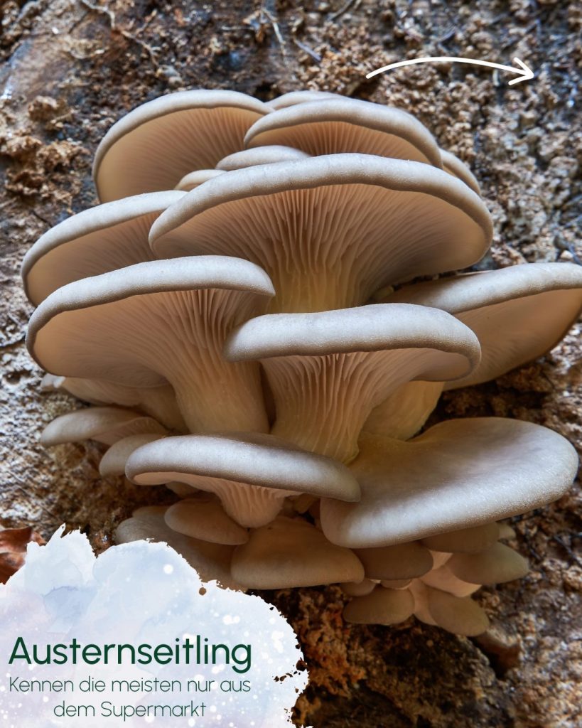 Winterpilze finden: Austernseitling bestimmen