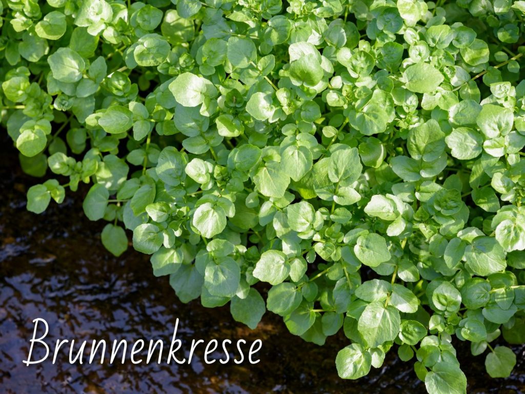 Brunnenkresse bestimmen