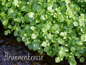 Mein Konto Brunnenkresse bestimmen