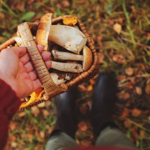 Pilze & Wildkräuter Seminar Wochenende, Pilzwanderung bei Freiburg