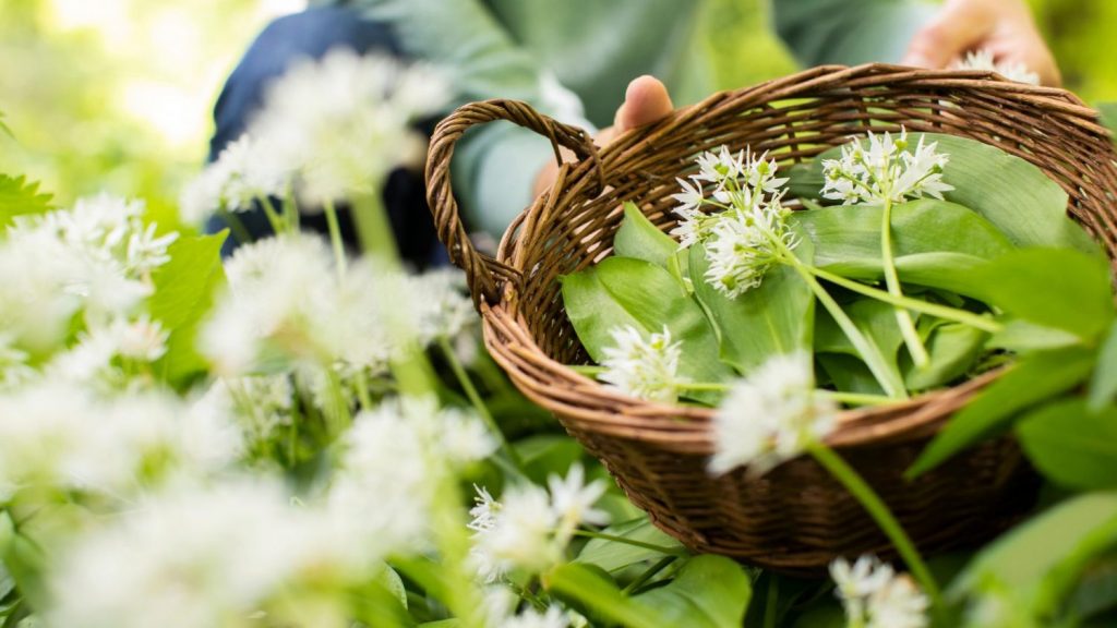 Wildkräuterwanderung bei Freiburg