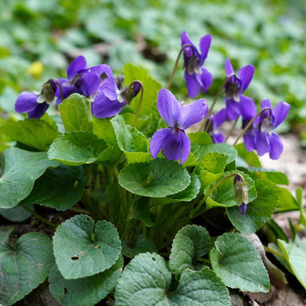 Duftveilchenessig selber machen