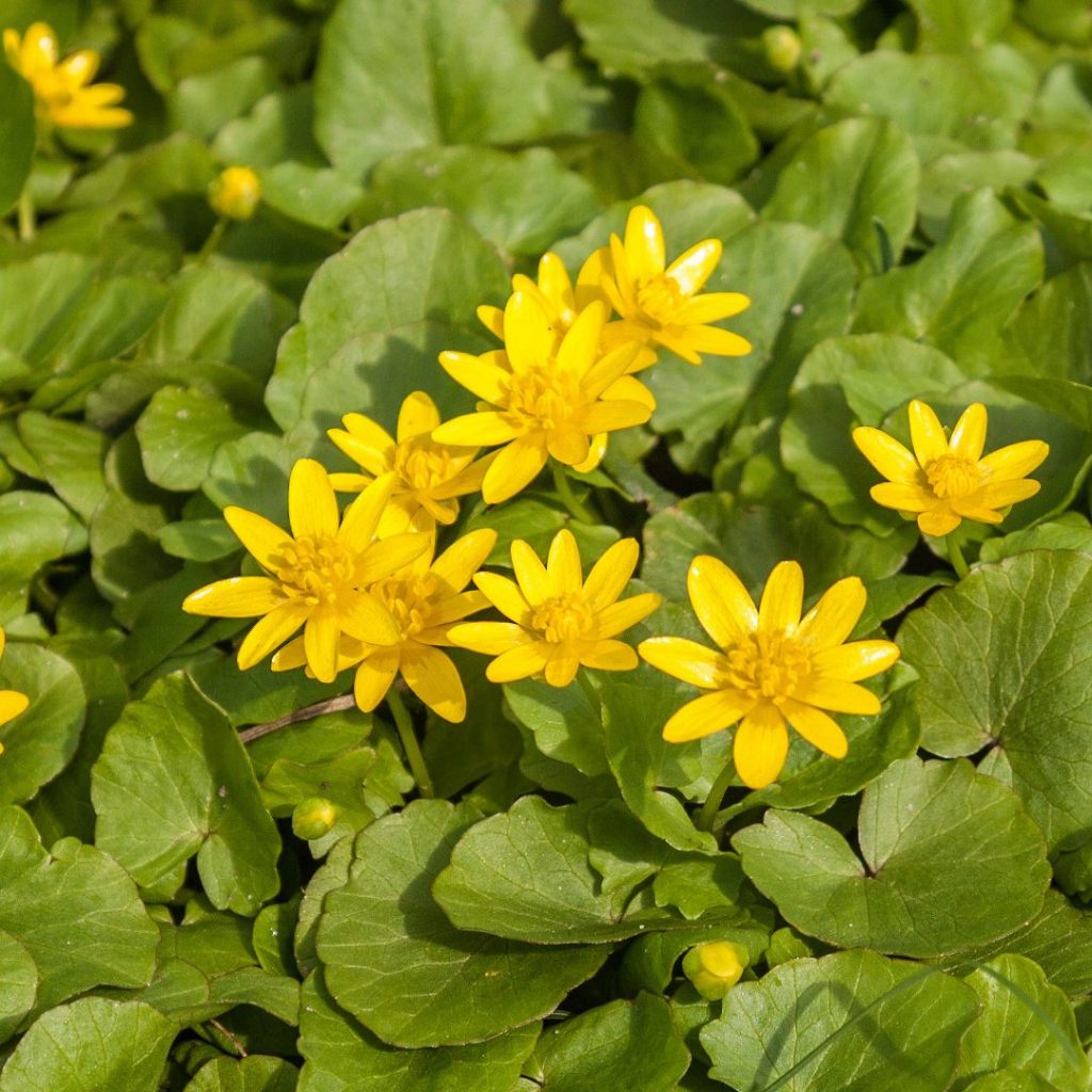 Scharbockskraut essbar oder giftig