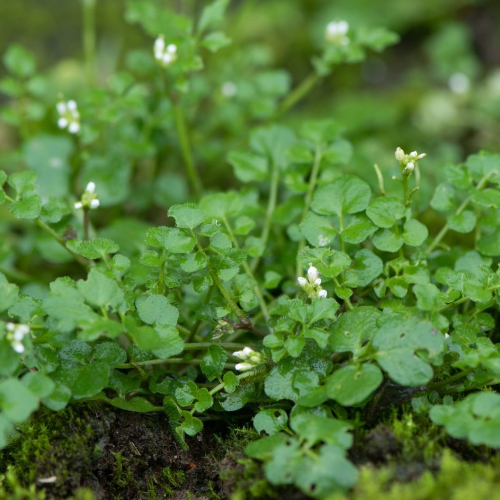 Behaartes Schaumkraut erkennen & verwenden