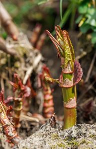 Japanischer Flügelknöterich Sprossen verwenden