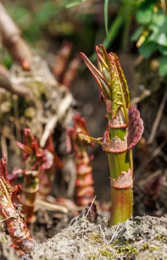 Japanischer Flügelknöterich Sprossen verwenden
