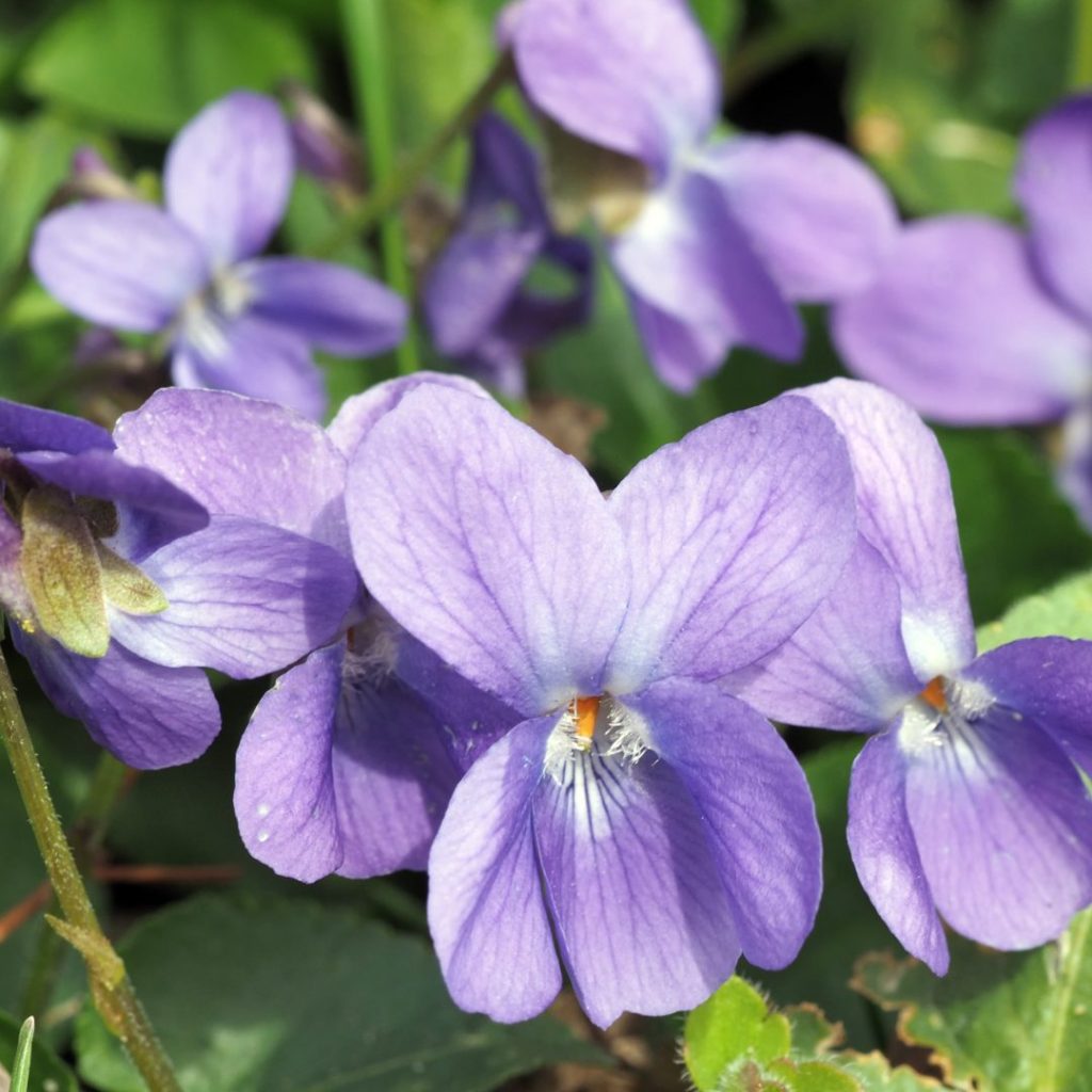 Duftveilchenessig selber machen Duftveilchenessig selber machen