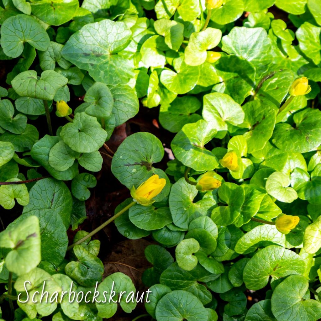 Scharbockskraut essbar oder giftig