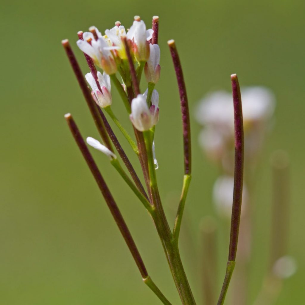 Behaartes Schaumkraut erkennen & verwenden Behaartes Schaumkraut erkennen, Behaartes Schaumkraut verwenden
