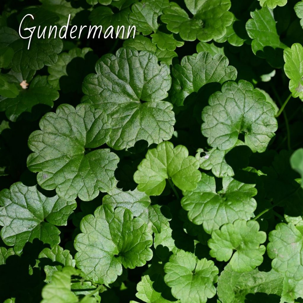 Scharbockskraut essbar oder giftig ; Gundermann