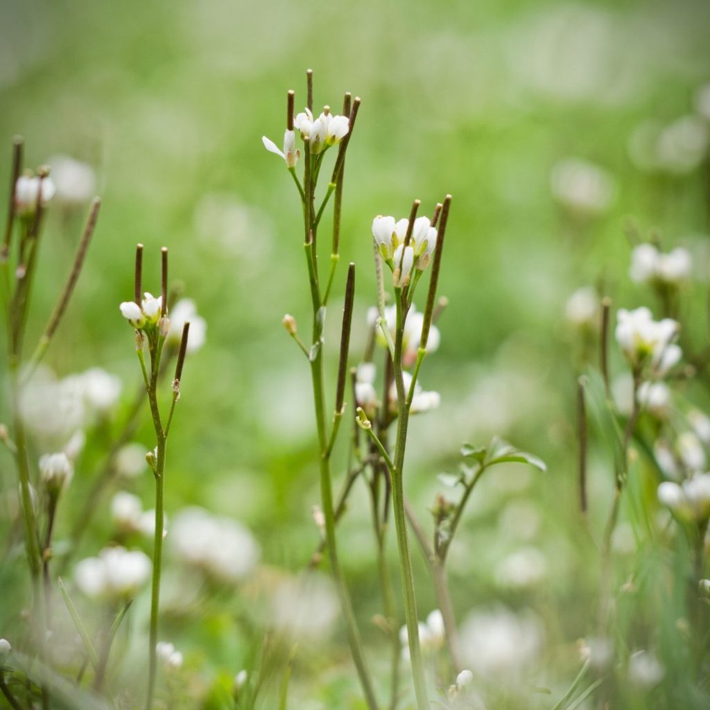 Behaartes Schaumkraut erkennen & verwenden Behaartes Schaumkraut erkennen, Behaartes Schaumkraut verwenden