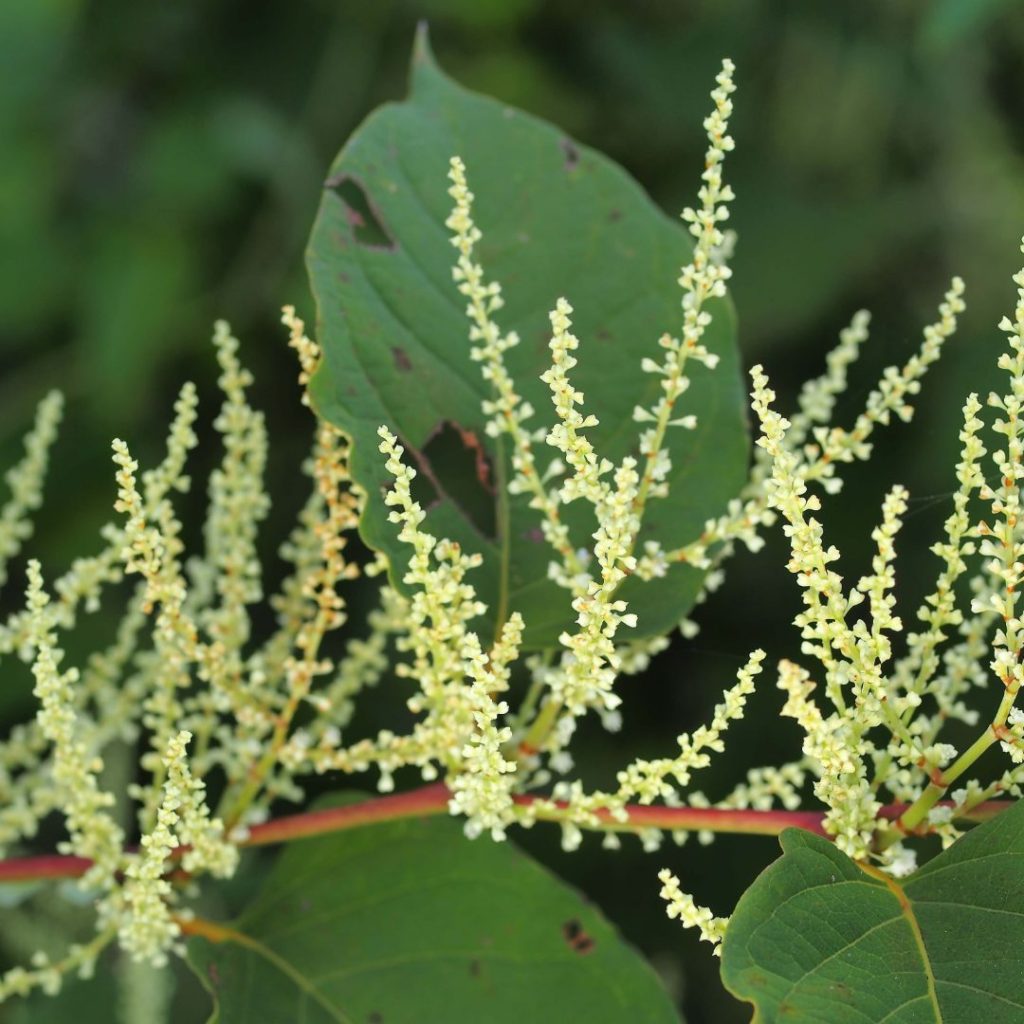 Japanischer Flügelknöterich Bienen