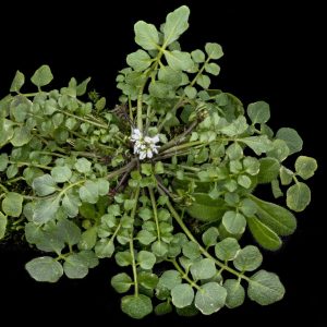 Behaartes Schaumkraut erkennen, Behaartes Schaumkraut verwenden